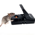 Mouse Trap